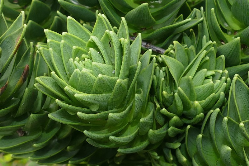 Araucaria muelleri photo 2