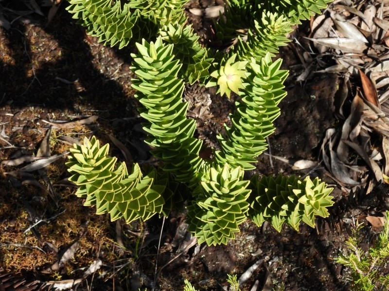 Araucaria muelleri photo 3