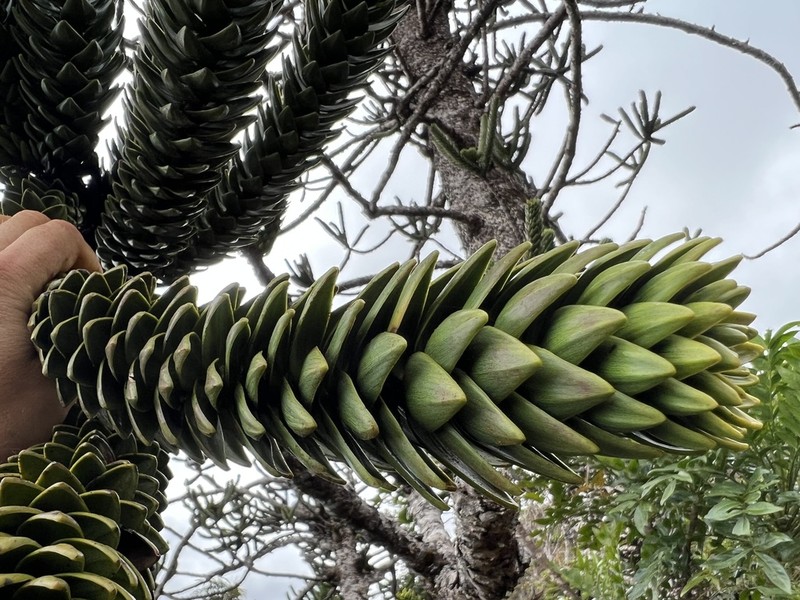Araucaria muelleri photo 4