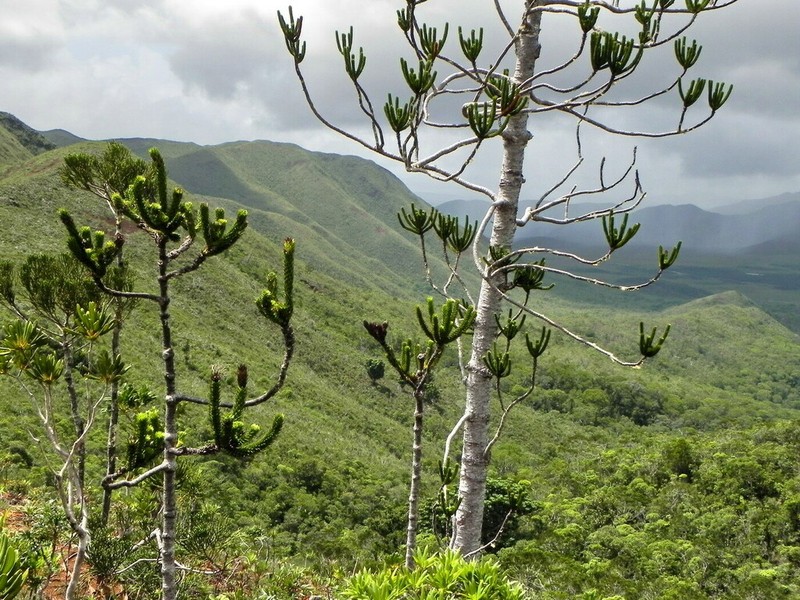 Araucaria muelleri photo 5