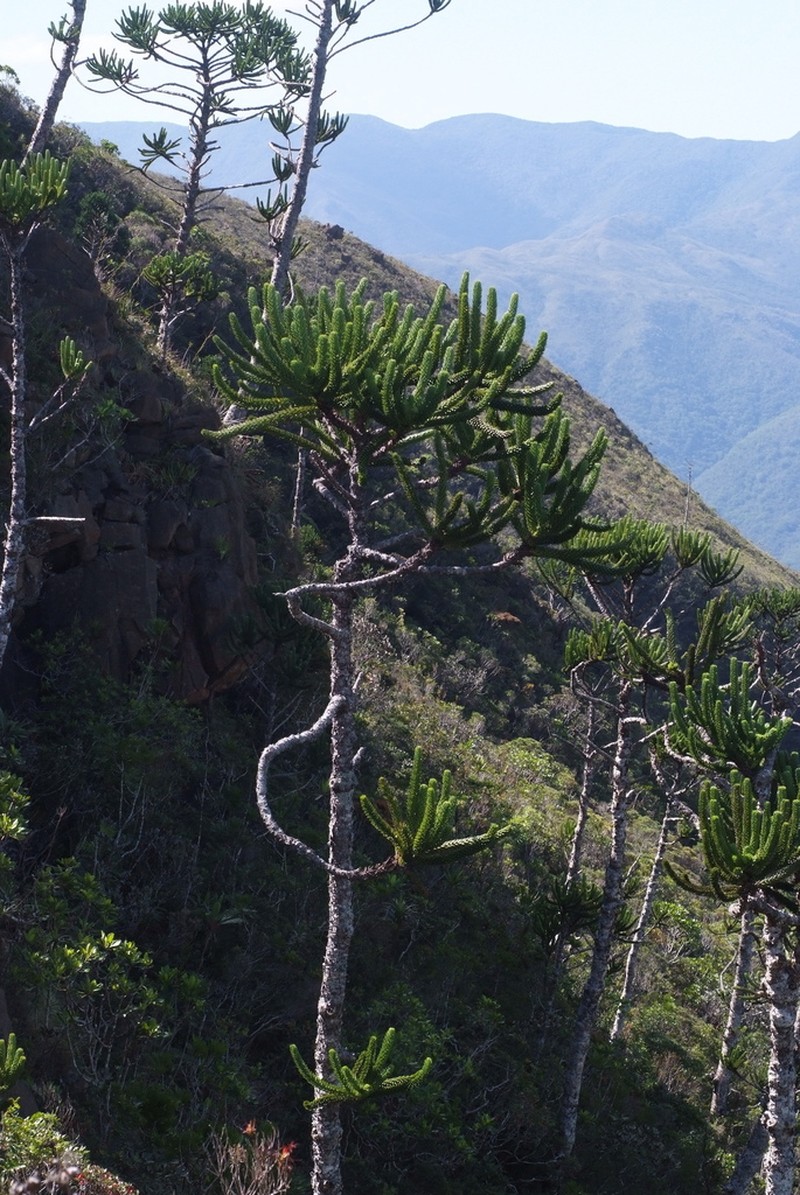 Araucaria muelleri photo 6