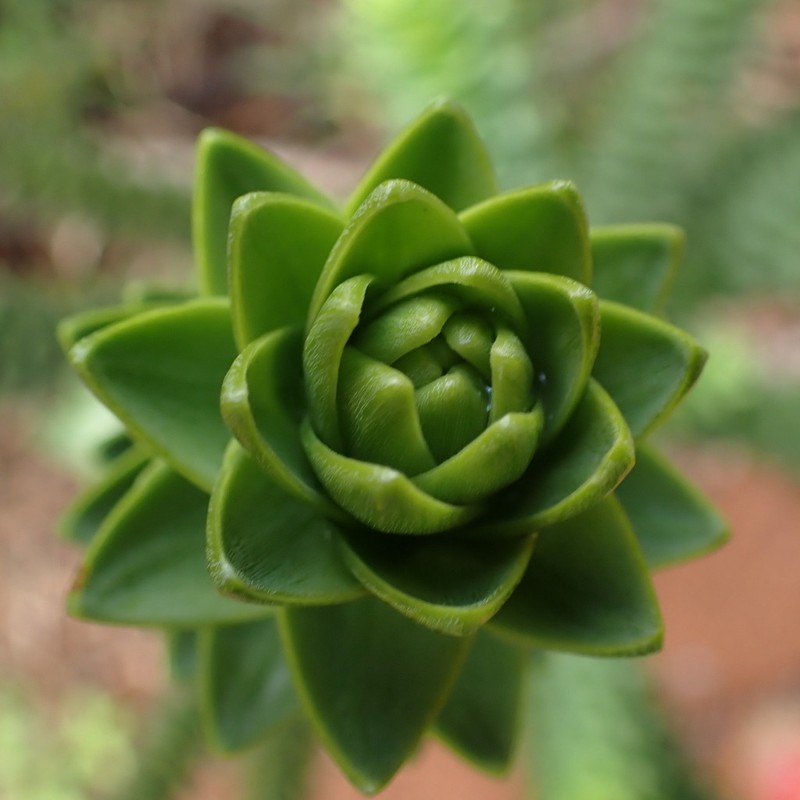 Araucaria muelleri photo 7