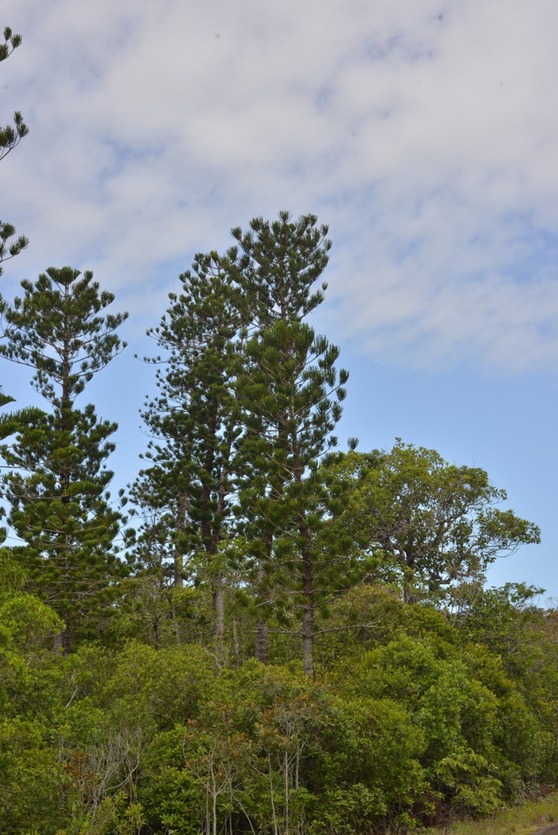 Araucaria nemorosa photo 2