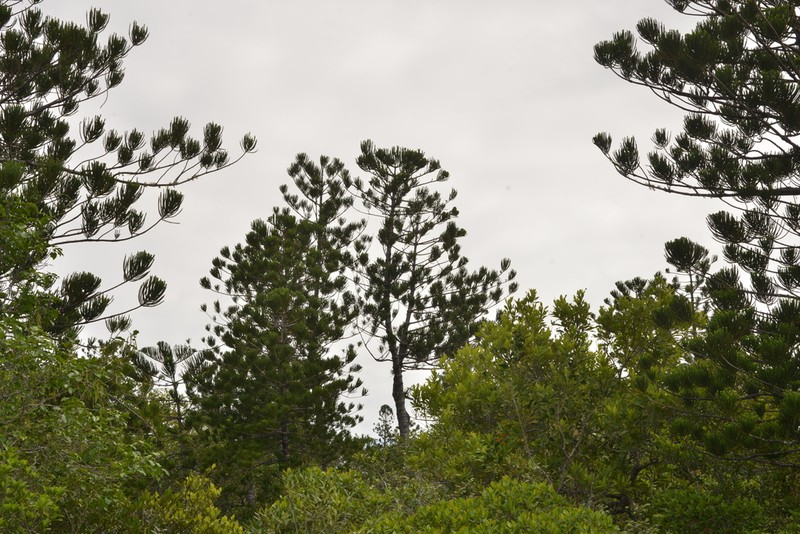 Araucaria nemorosa photo 3