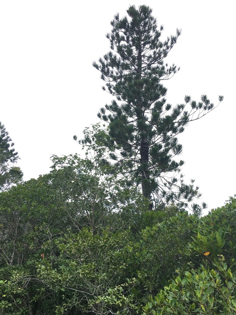 Araucaria nemorosa photo 4