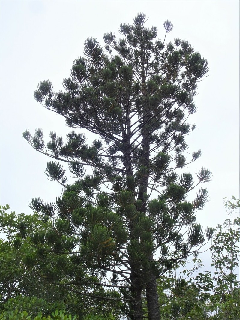 Araucaria nemorosa photo 5