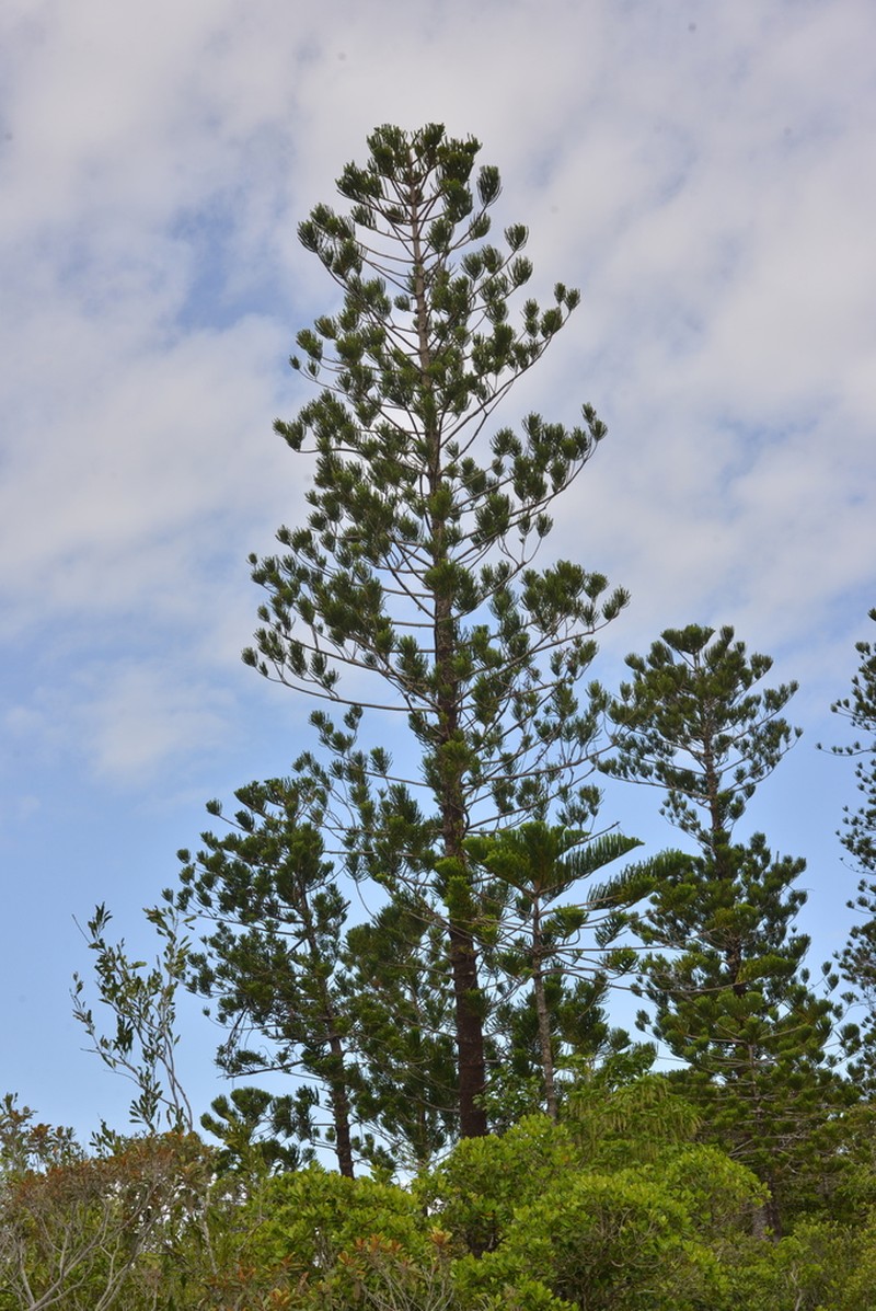 Araucaria nemorosa photo 6