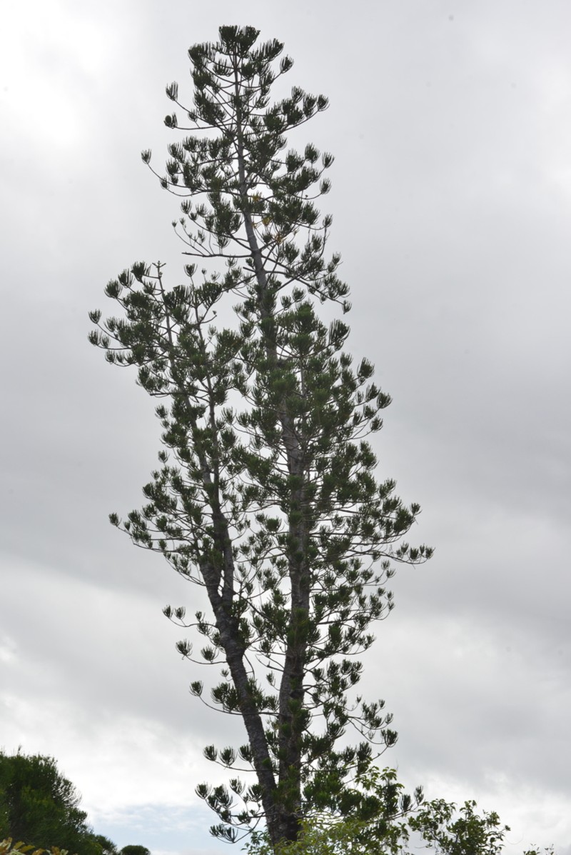 Araucaria nemorosa photo 7