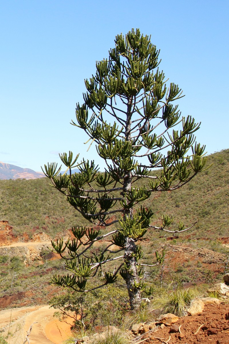 Araucaria rulei