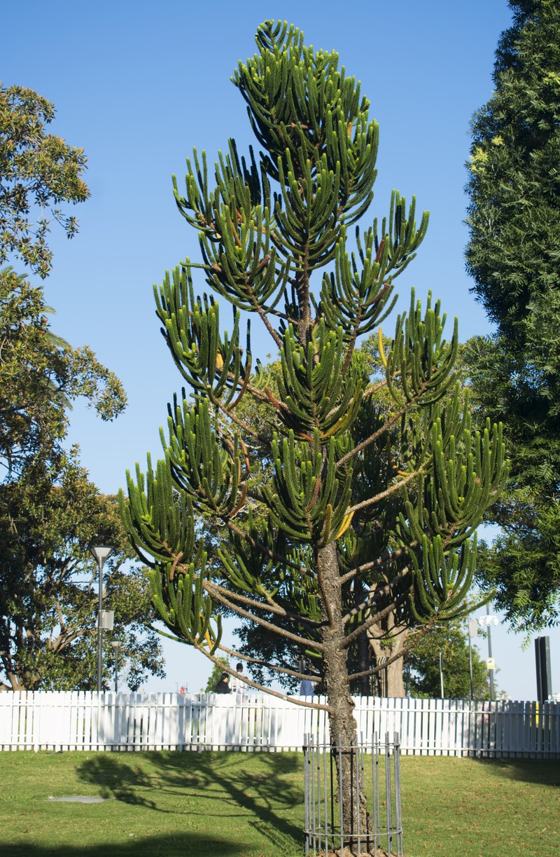 Araucaria rulei photo 2