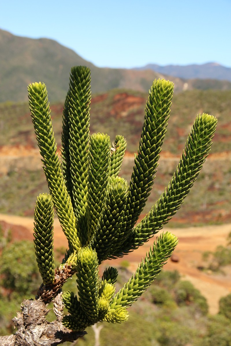 Araucaria rulei photo 3