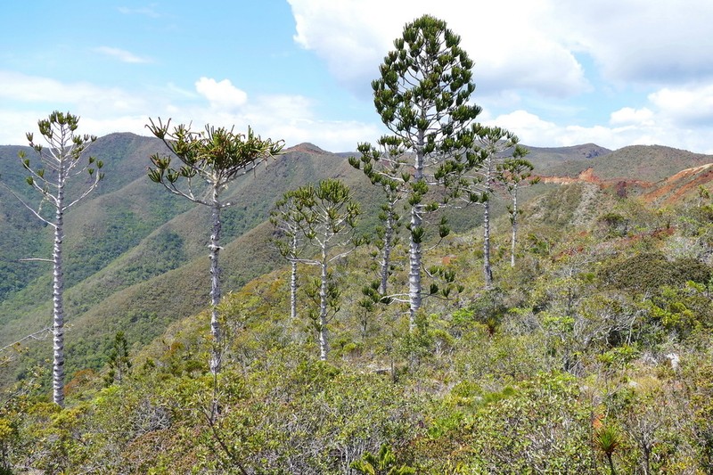 Araucaria rulei photo 4