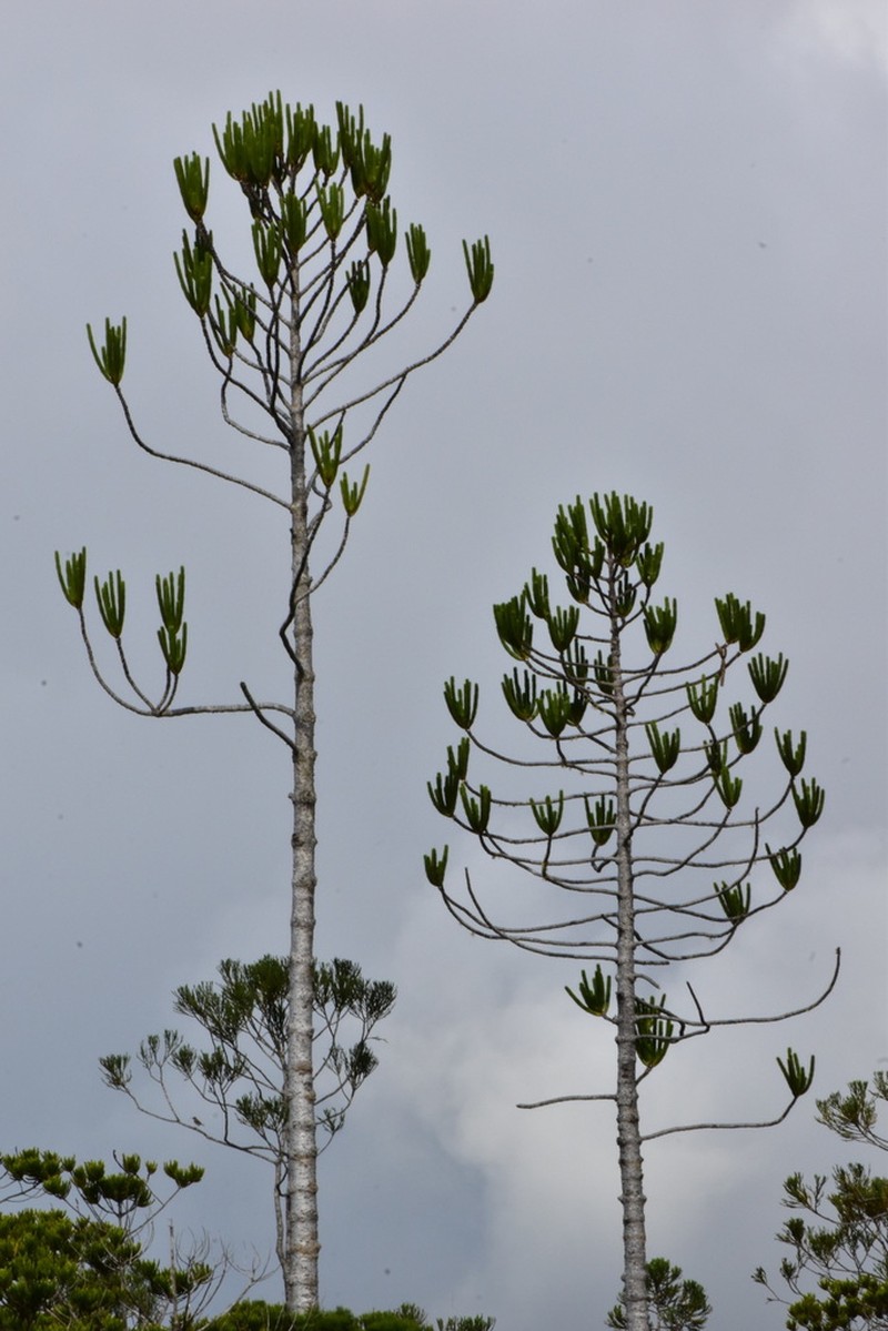 Araucaria rulei photo 5