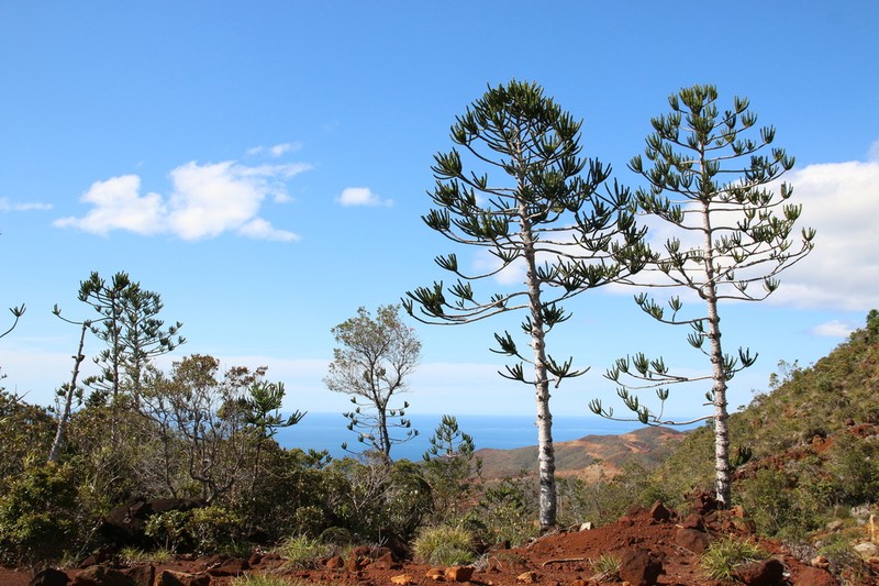 Araucaria rulei photo 6