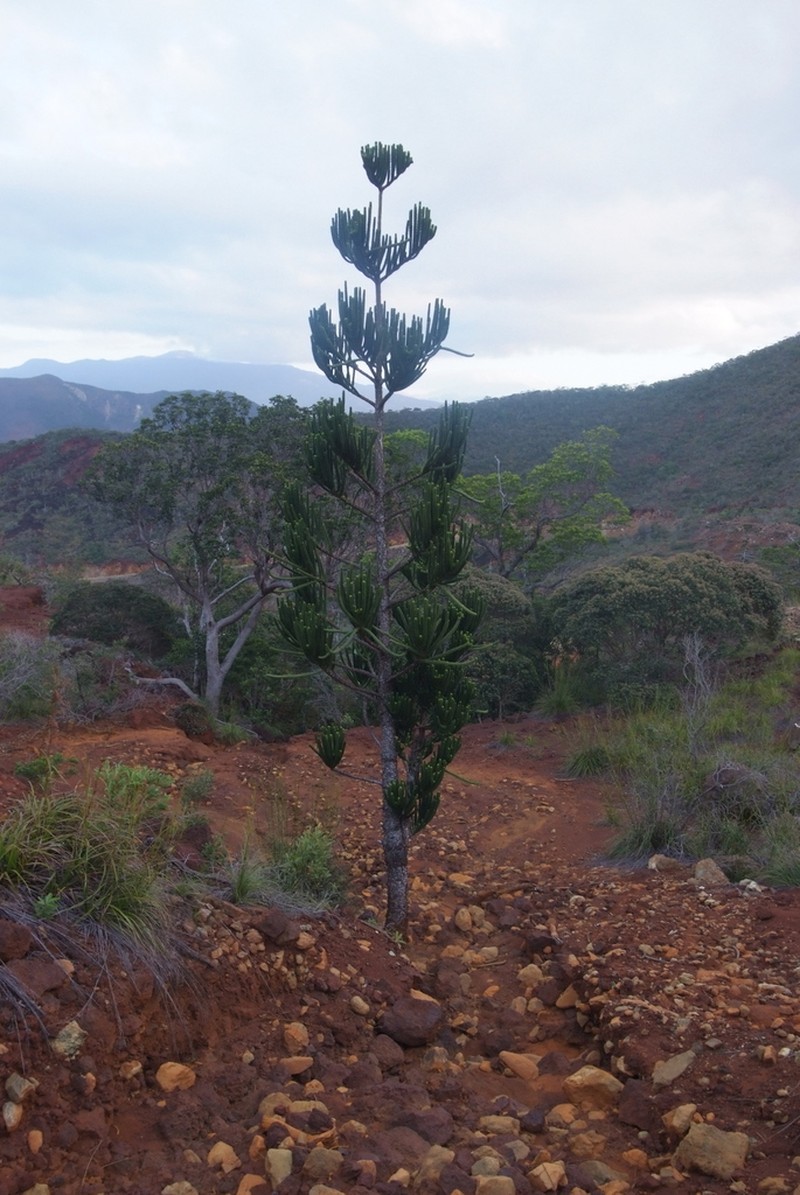 Araucaria rulei photo 7