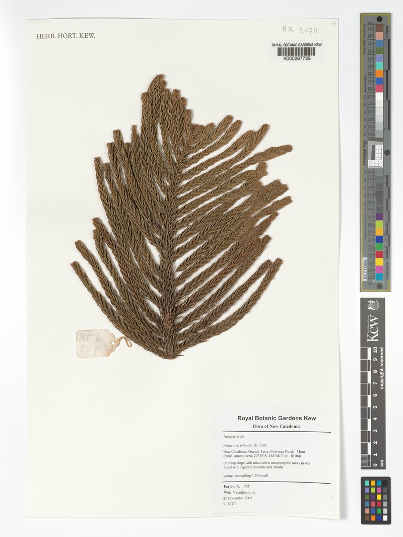 Araucaria schmidii photo 3