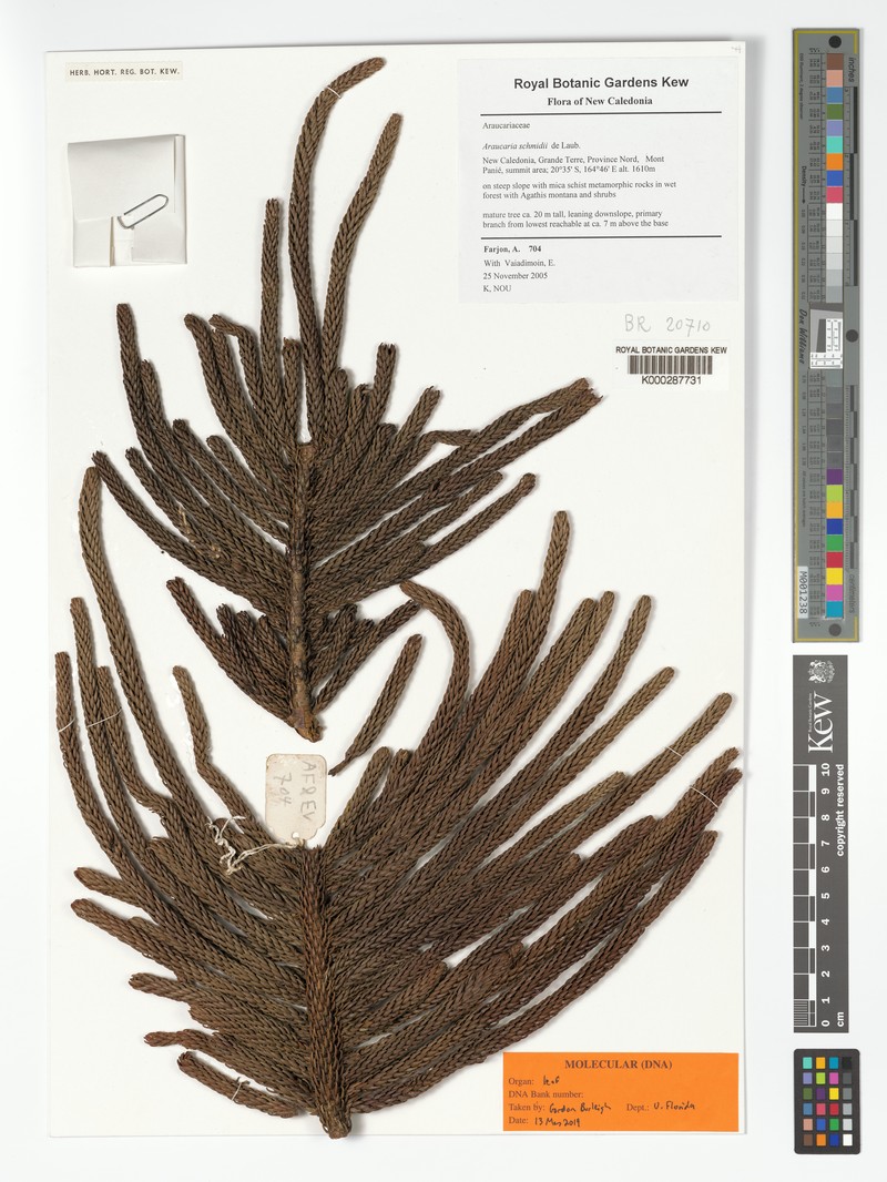 Araucaria schmidii photo 4