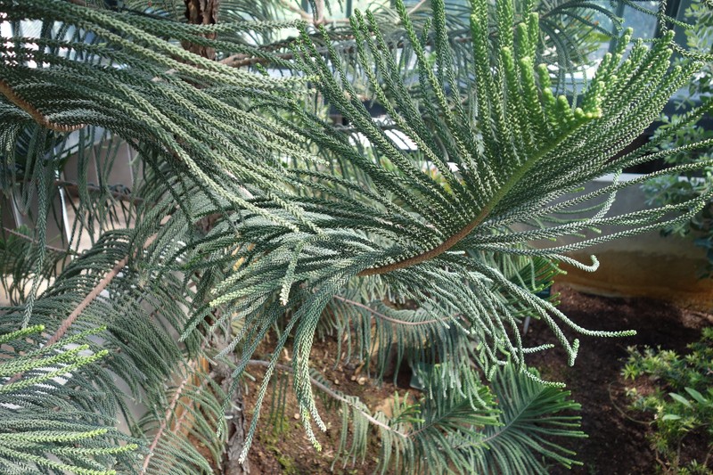 Araucaria scopulorum