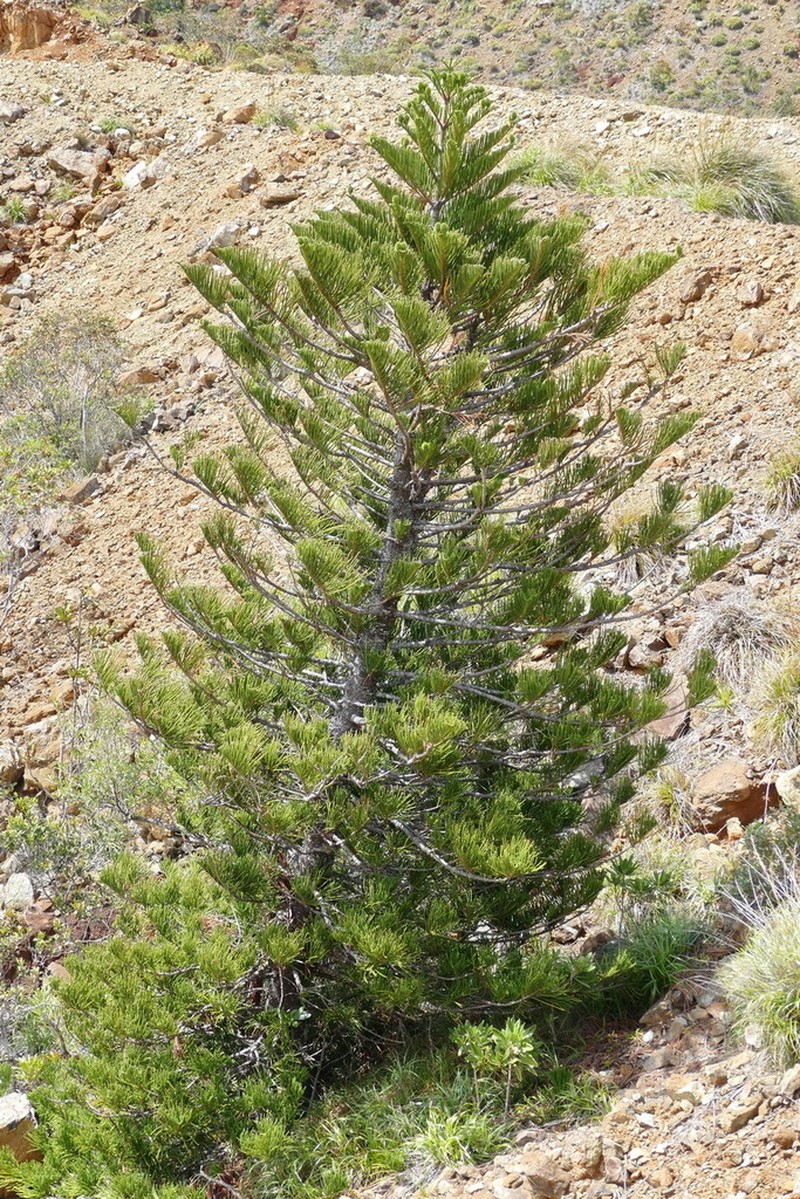 Araucaria scopulorum photo 2