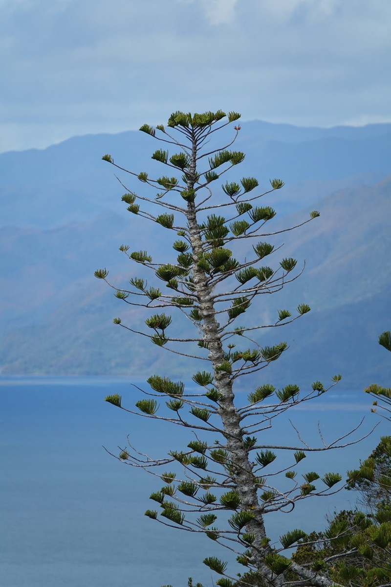 Araucaria scopulorum photo 3