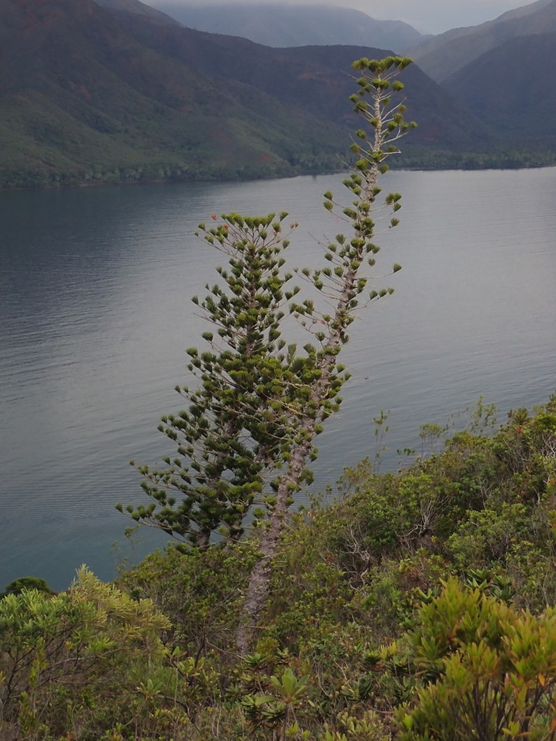 Araucaria scopulorum photo 4