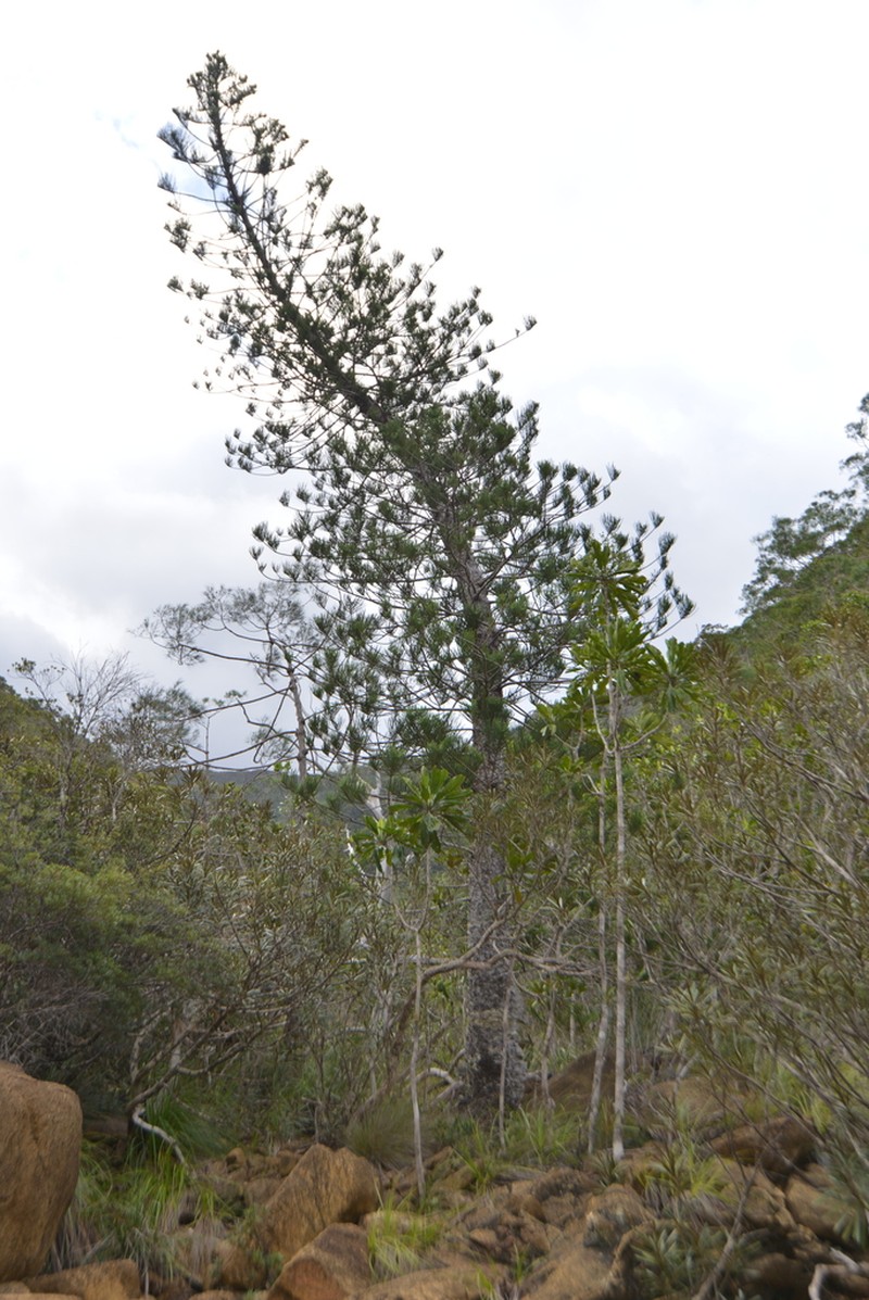 Araucaria scopulorum photo 5