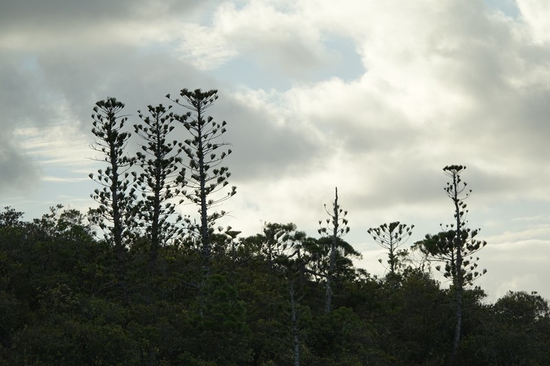 Araucaria scopulorum photo 6