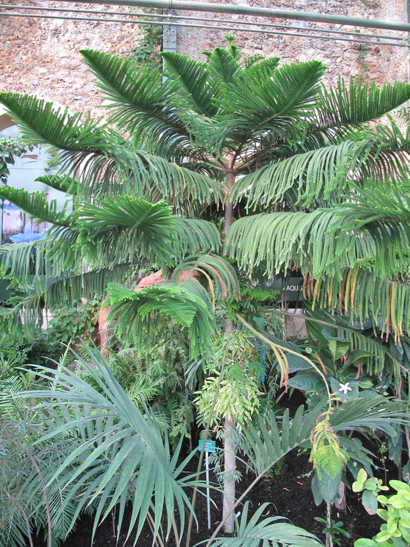 Araucaria subulata