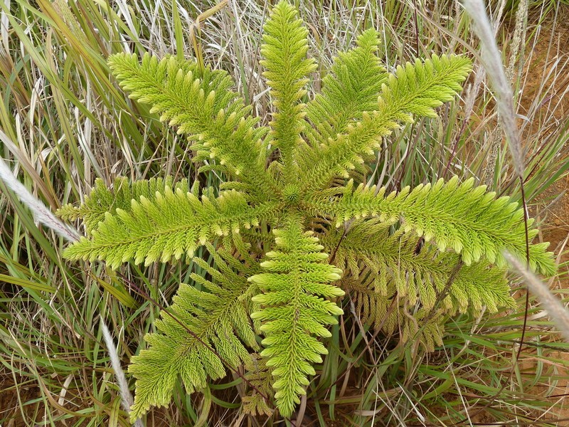 Araucaria subulata photo 4