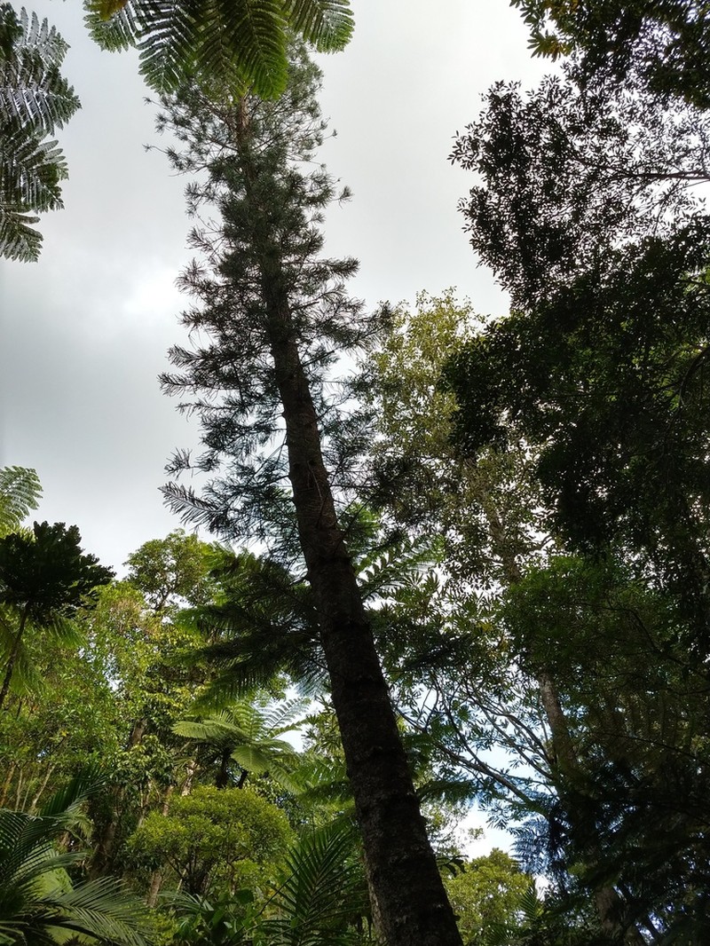 Araucaria subulata photo 5