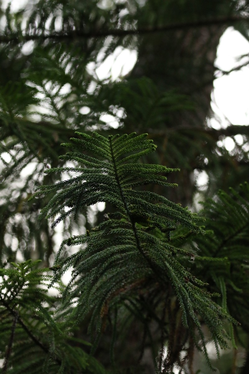 Araucaria subulata photo 6