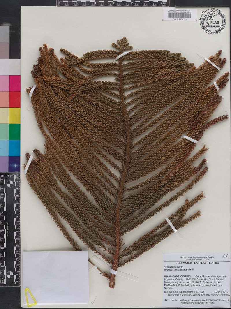 Araucaria subulata photo 2