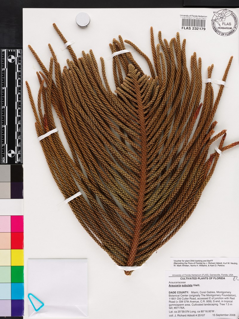 Araucaria subulata photo 3