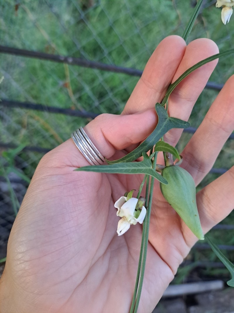 Araujia angustifolia