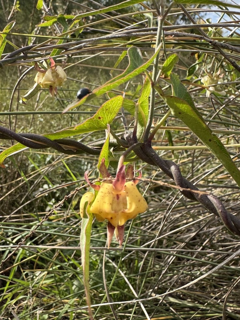Araujia angustifolia photo 2