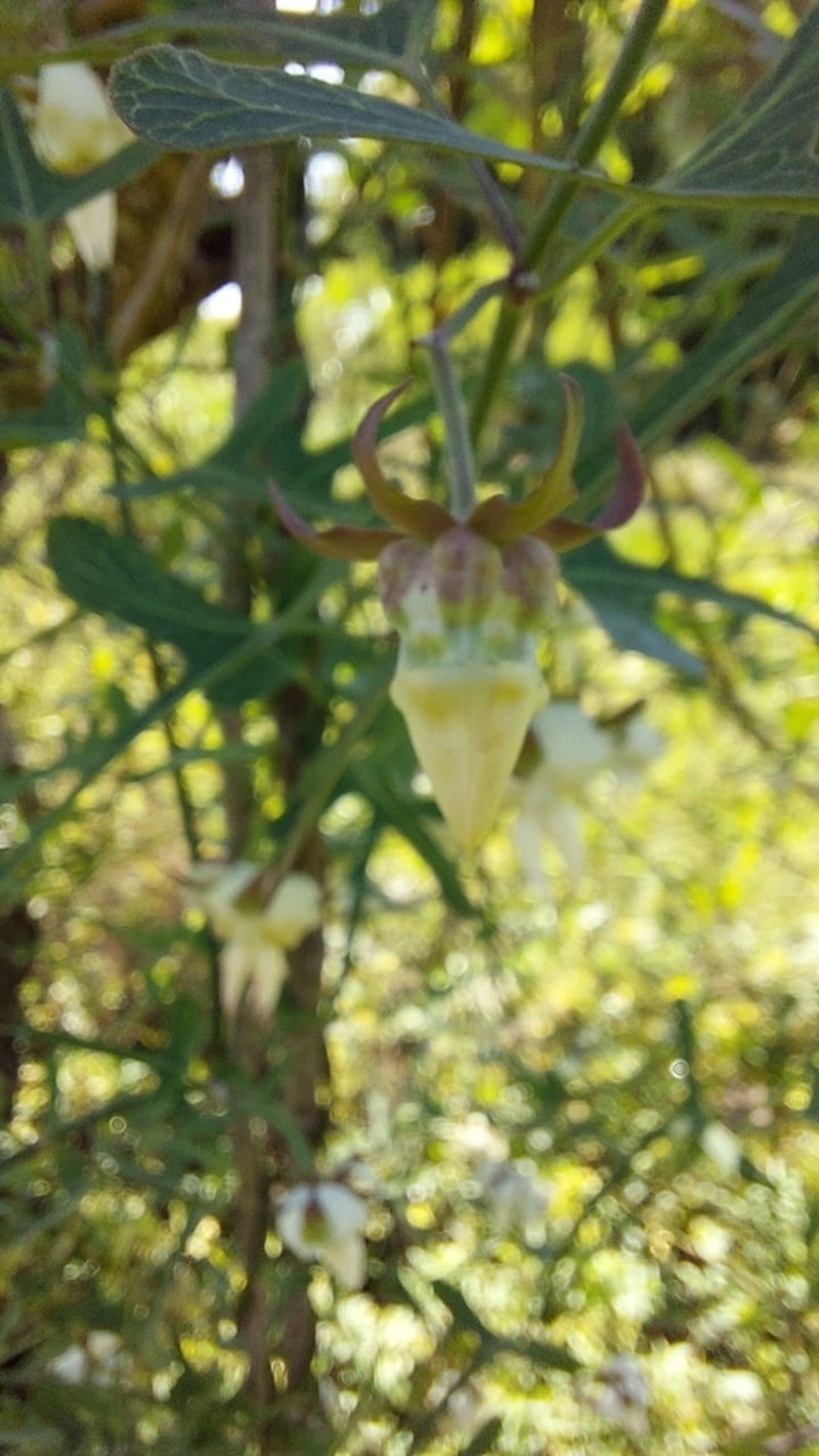 Araujia angustifolia photo 3