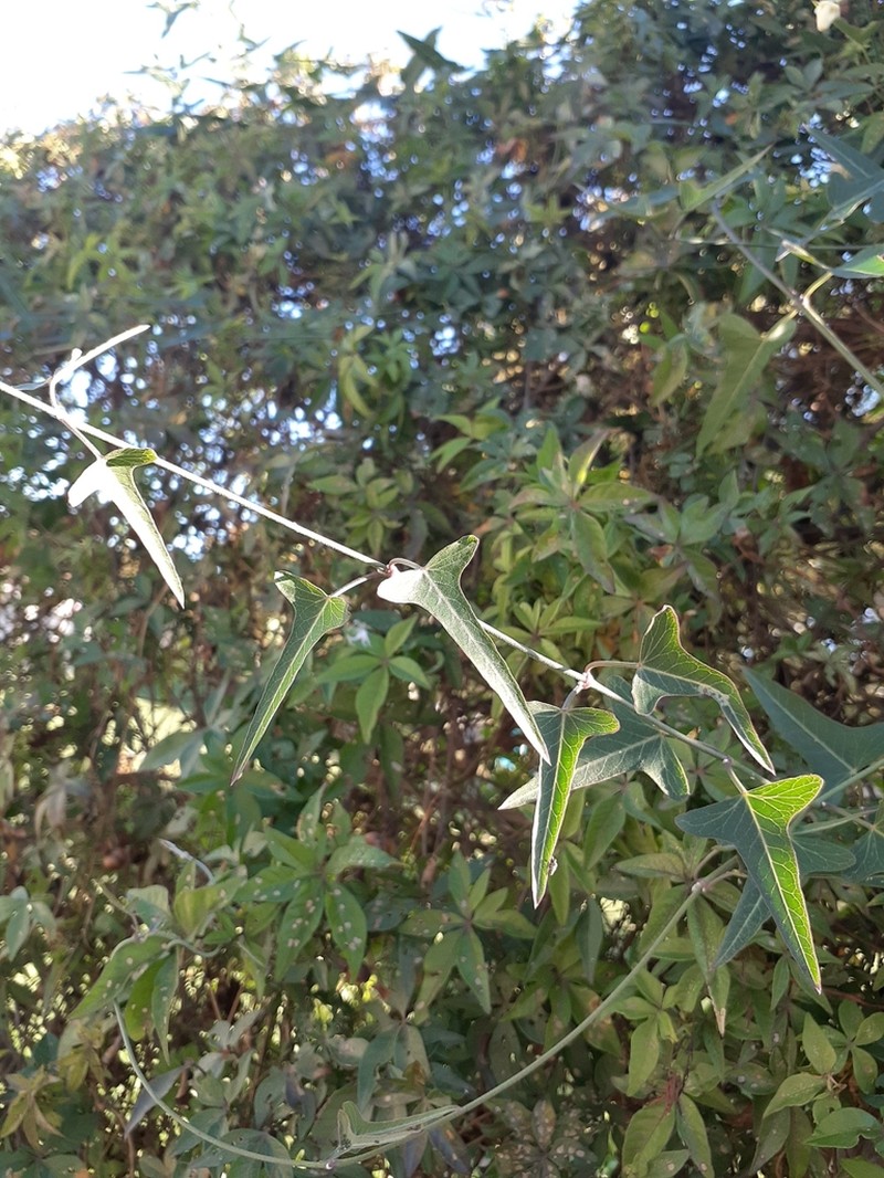 Araujia angustifolia photo 4