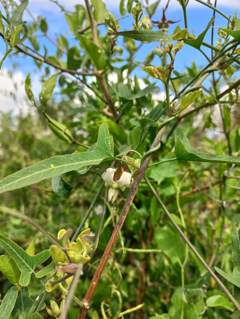 Araujia angustifolia photo 5