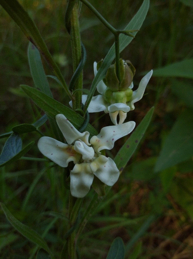 Araujia angustifolia photo 6