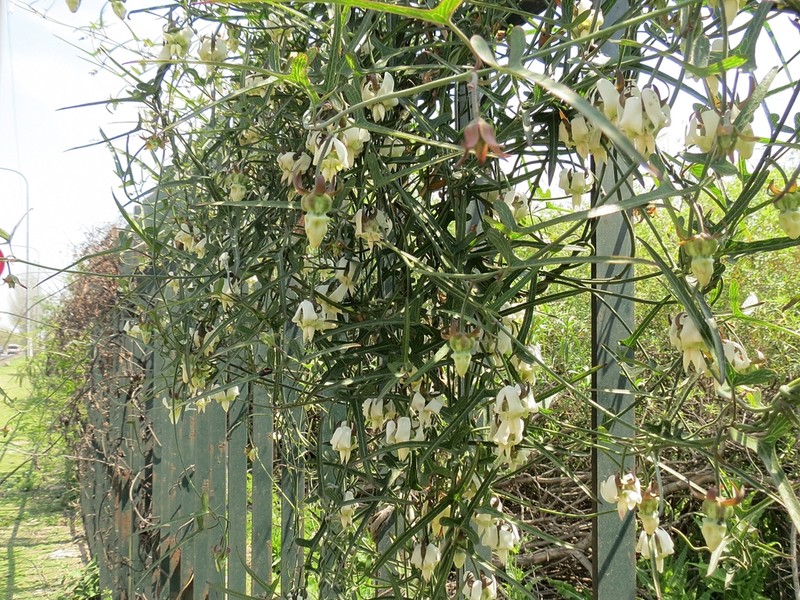 Araujia angustifolia photo 7