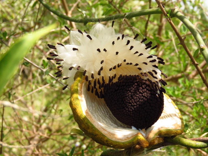 Araujia angustifolia photo 8
