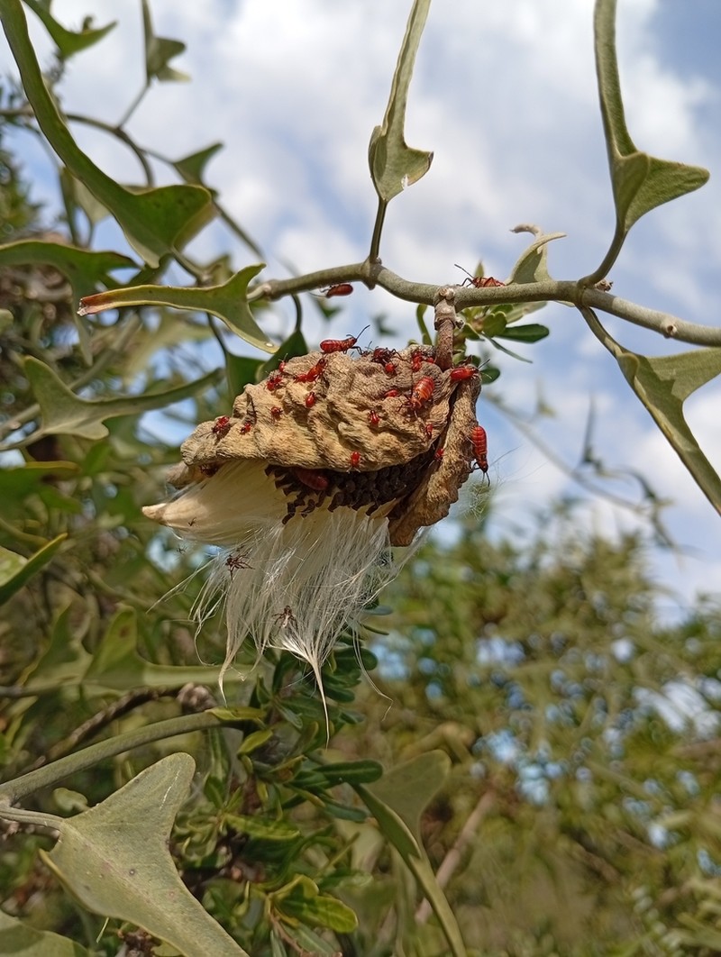 Araujia brachystephana