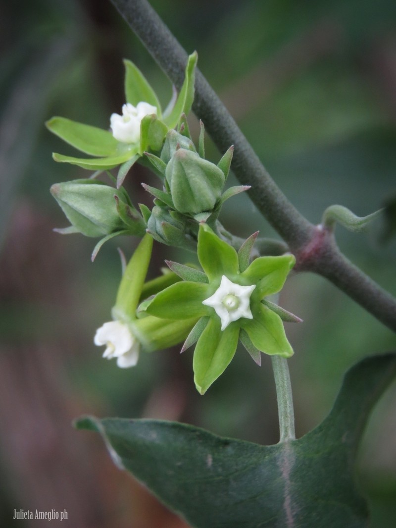 Araujia brachystephana photo 2