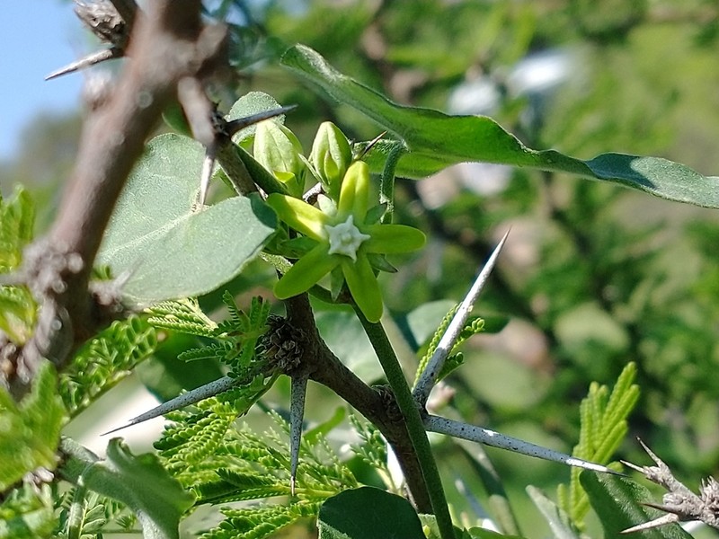 Araujia brachystephana photo 3