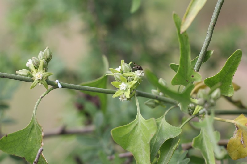 Araujia brachystephana photo 4
