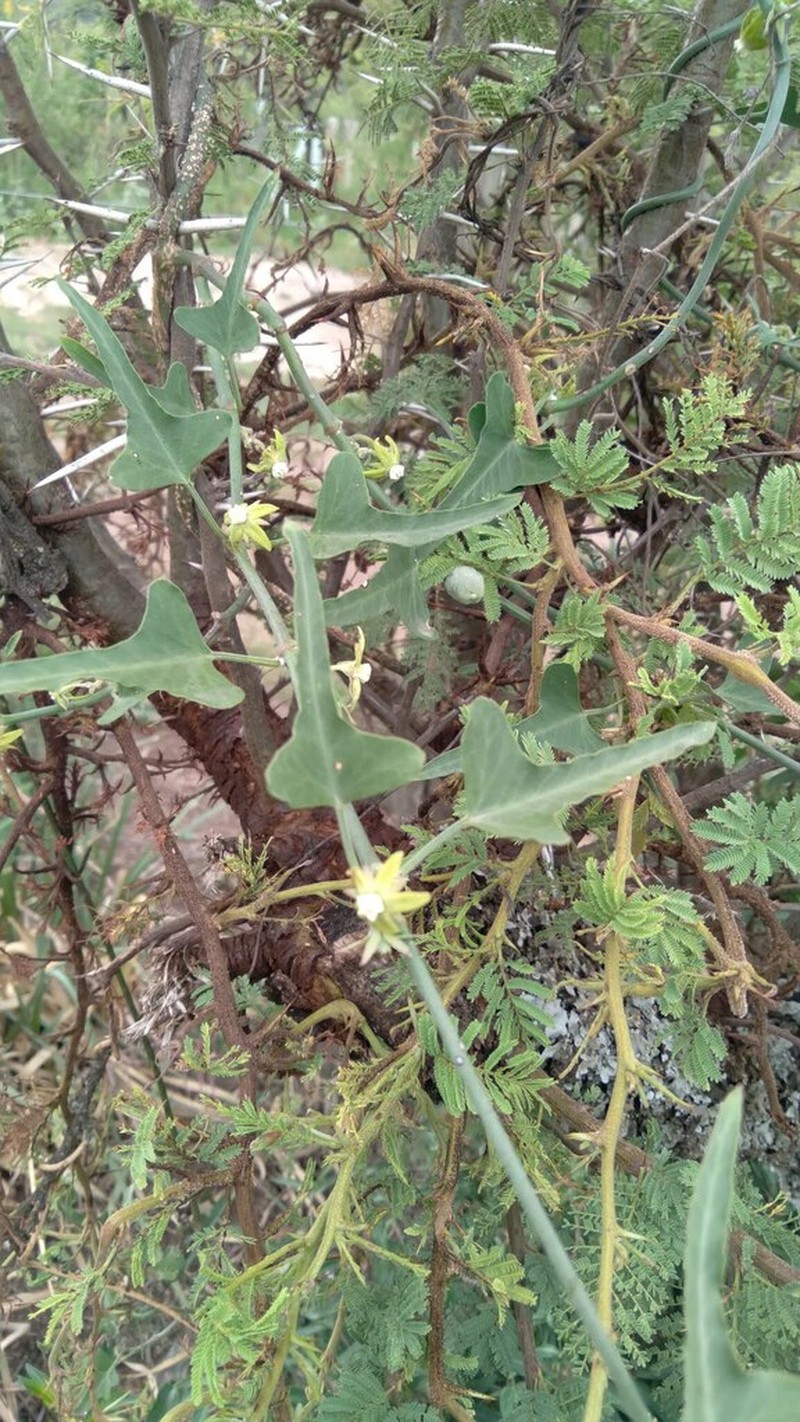 Araujia brachystephana photo 5