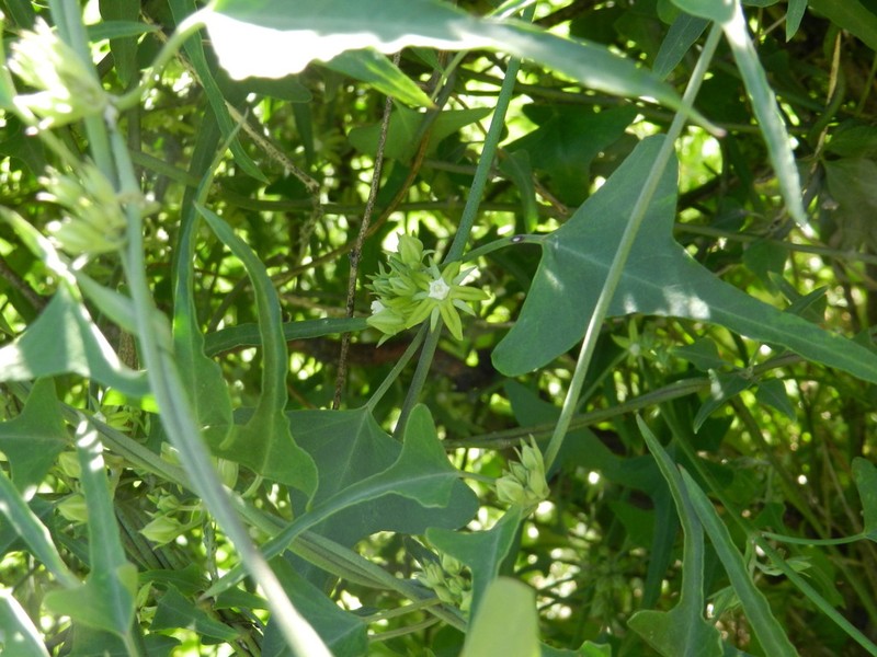 Araujia brachystephana photo 6