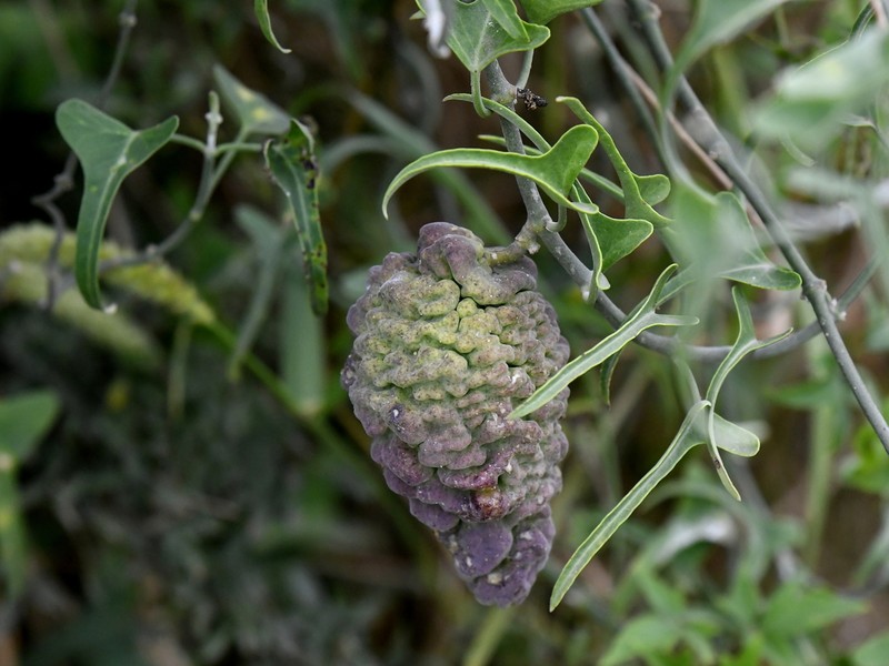 Araujia brachystephana photo 7