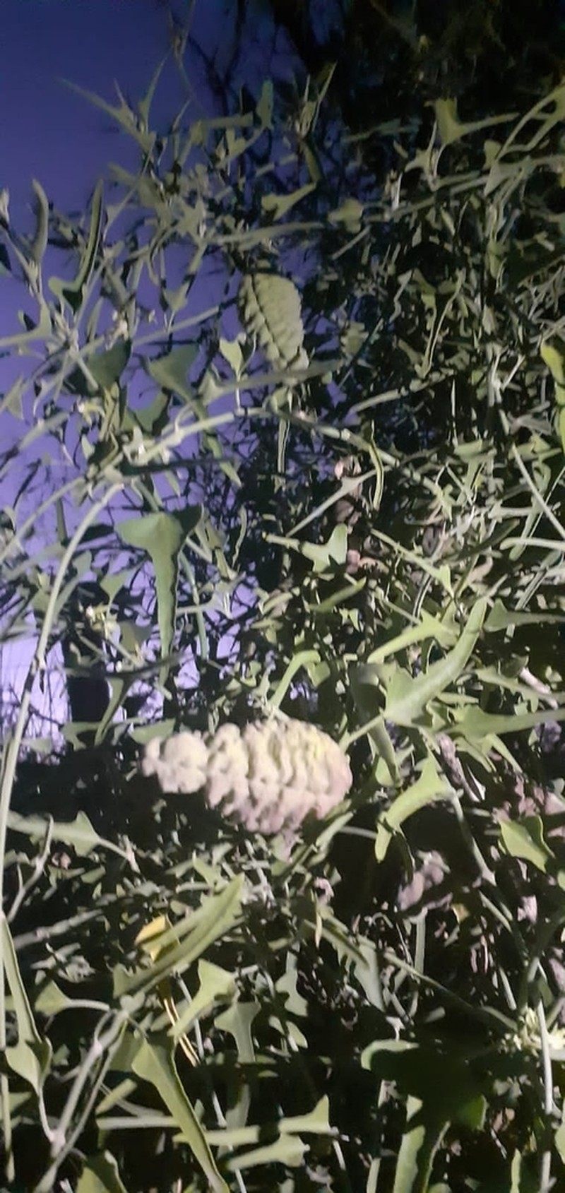 Araujia brachystephana photo 8