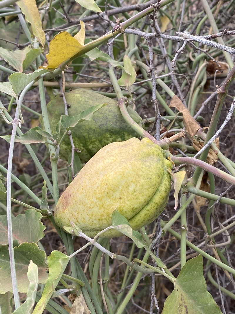 Araujia herzogii photo 2